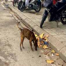 Bắt chó thả rông: ‘Đau đầu’ tìm nơi nhốt giữ