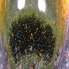 Bất ngờ loài cúc họa mi tạo ra 'ruồi cái giả' dụ ruồi đực tới thụ phấn giùm