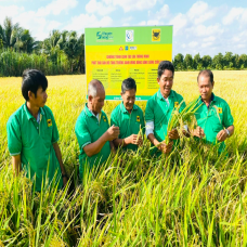 Triển vọng từ canh tác lúa giảm phát thải