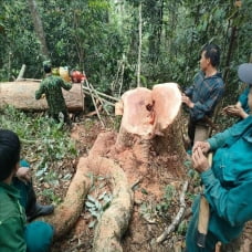 Bắt quả tang 5 đối tượng khai thác gỗ rừng trái phép