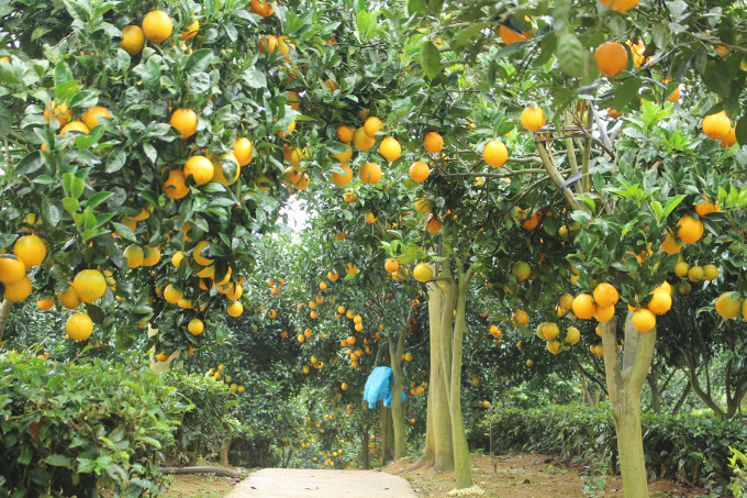Cuống quả cam giúp đổi đời anh nông dân