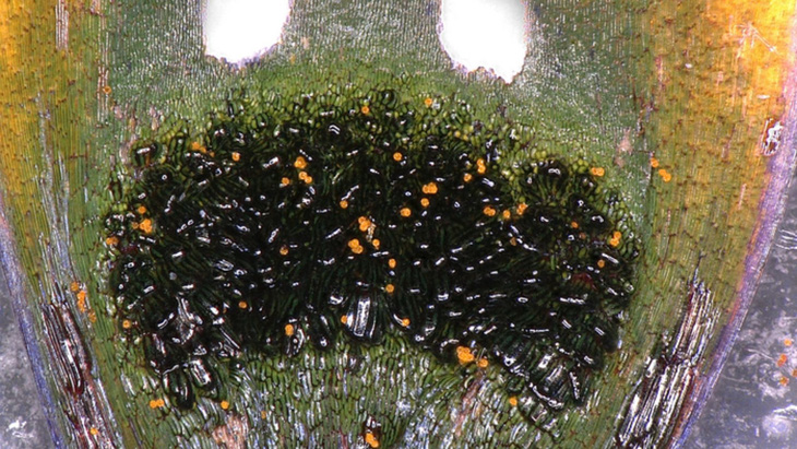 Bất ngờ loài cúc họa mi tạo ra 'ruồi cái giả' dụ ruồi đực tới thụ phấn giùm